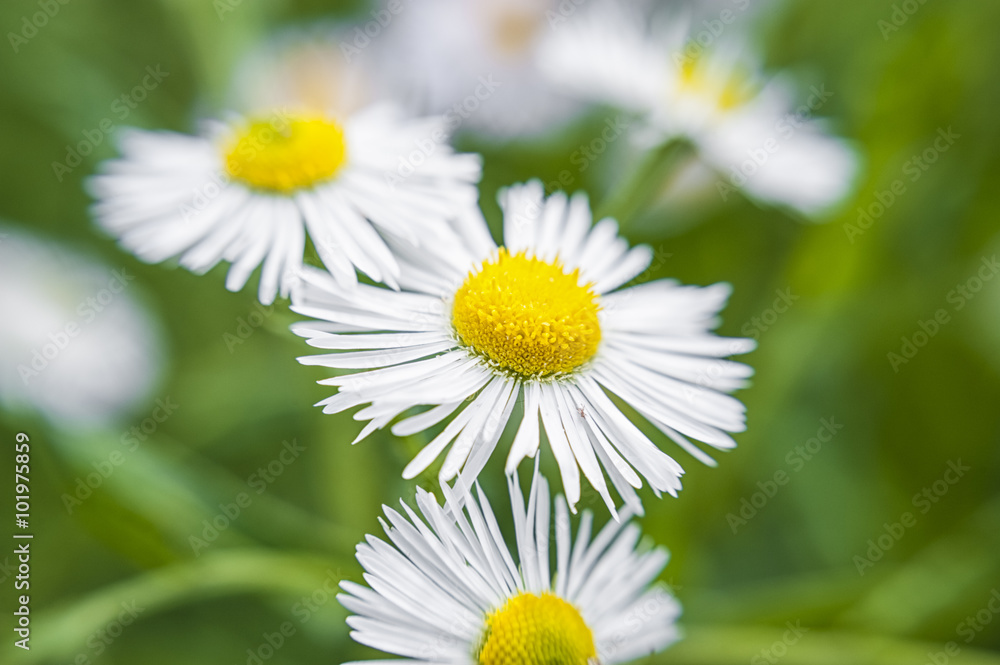 Obraz premium Spring daisy