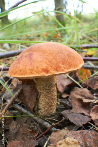 mushroom in the forest