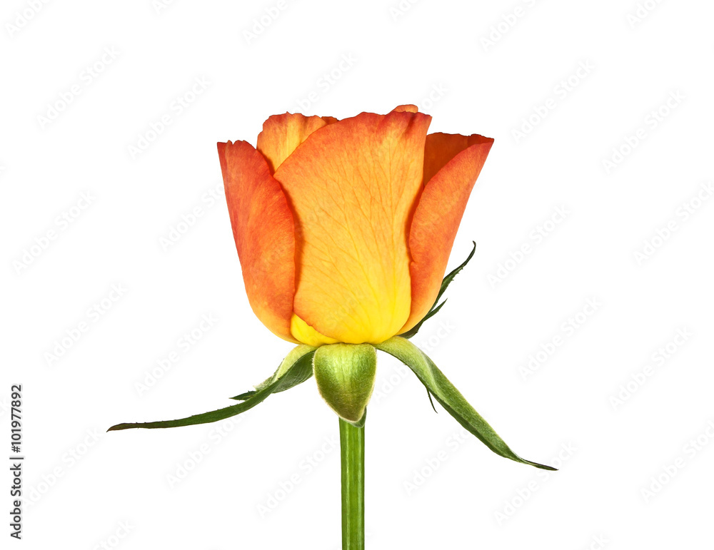 Bud orange roses on a white background Bud orange roses on a white background