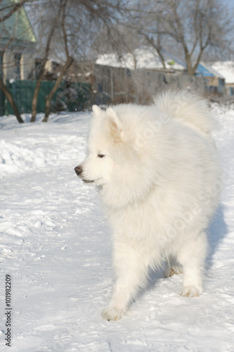 Samoyed husky running down the street covered with snow