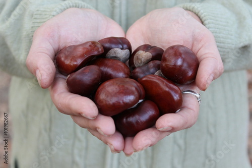 Fruits of the chestnut in hands