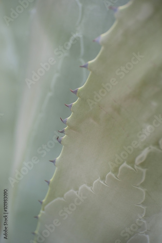Background of cactus leaves (agave)..