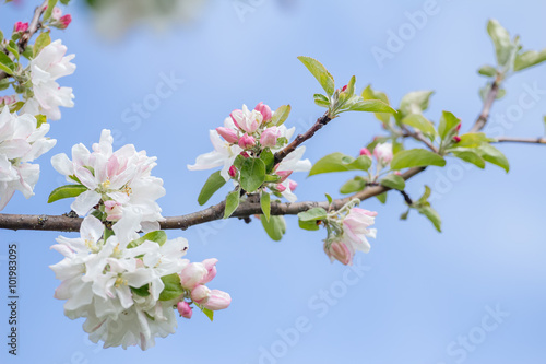 Spring softness of pink and white apple tree flowers on branch