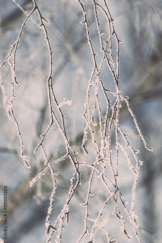 branch in hoar frost on cold morning - vintage effect toned