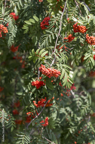 Prunus serotina red fruits twigs  clusters sag on tree and green