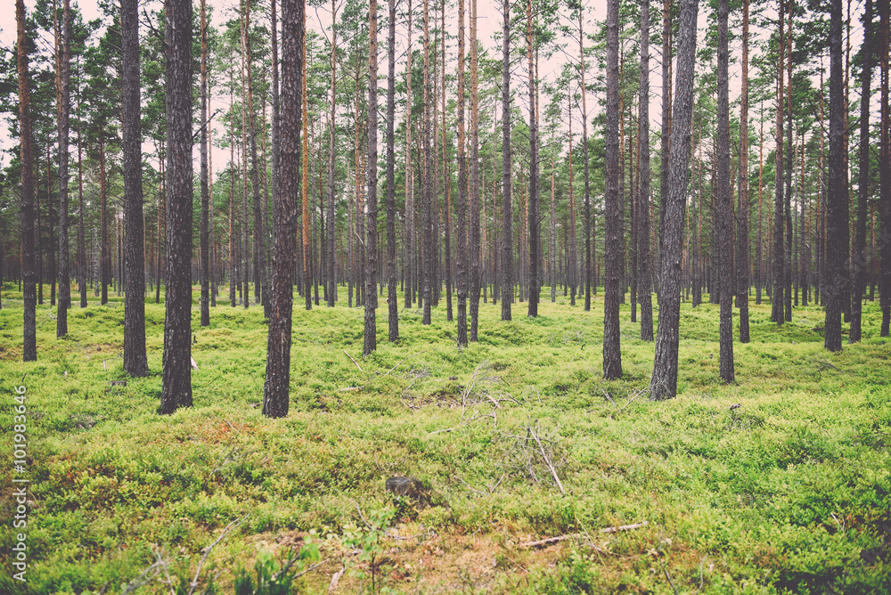 Old forest with moss covered trees and rays of sun in summer - v Old forest with moss covered trees and rays of sun in summer - v