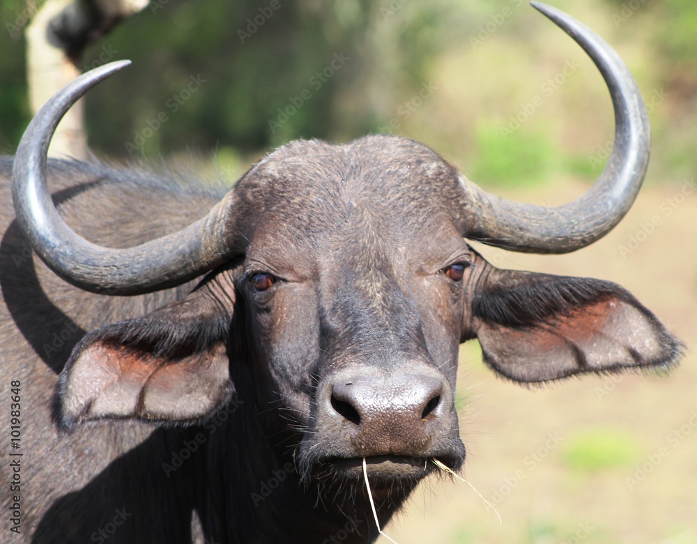 Buffalo Buffalo