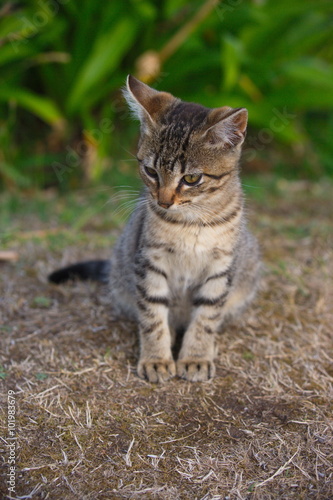 Gattino grigio in natura © enrico scarsi