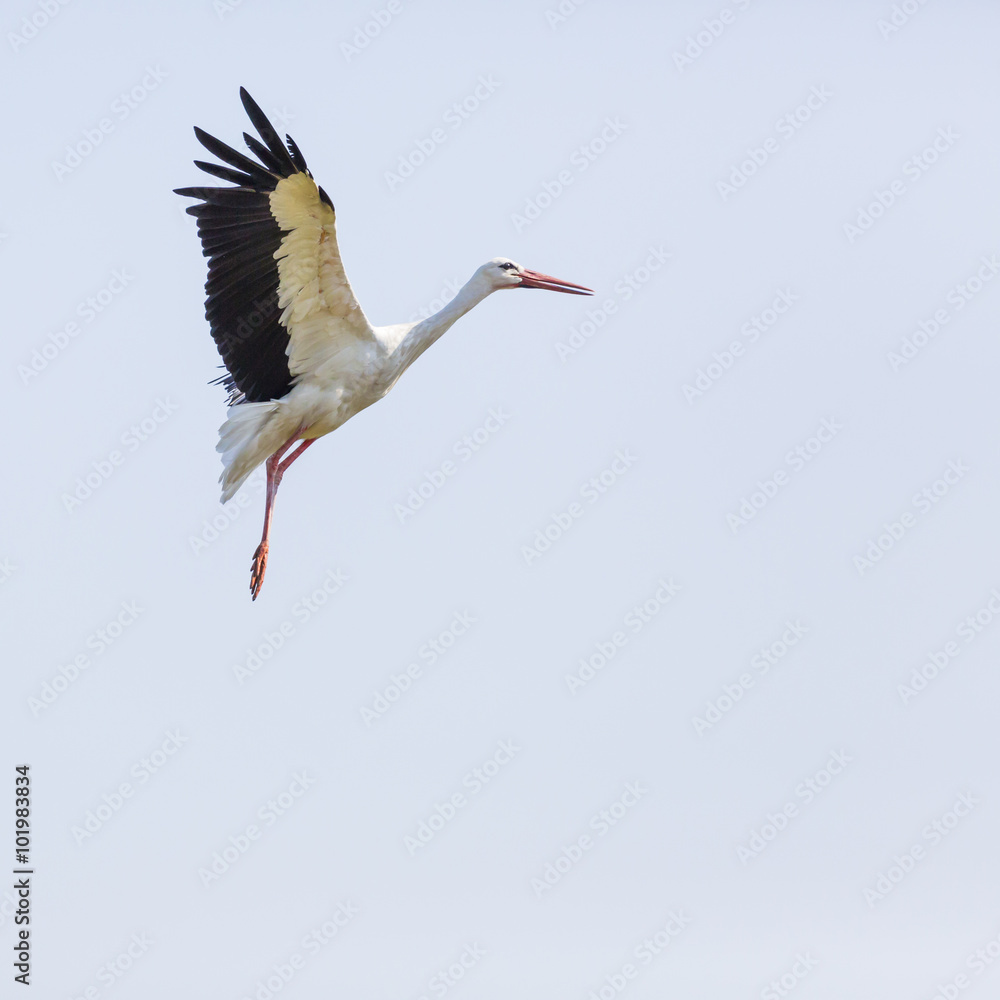 Fototapeta premium A Stork in flight in Suwalki Landscape Park, Poland.