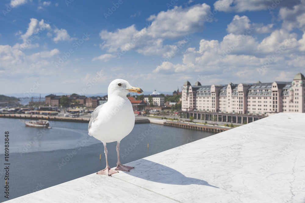 Naklejka premium Seagull on opera house in Oslo, Norway