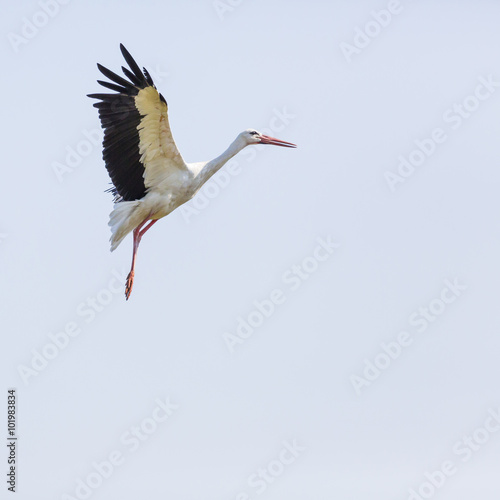A Stork in flight in Suwalki Landscape Park, Poland.