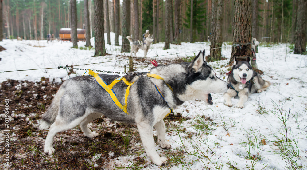 Naklejka premium Husky dog barks. Outdoor In Winter, Snow Background