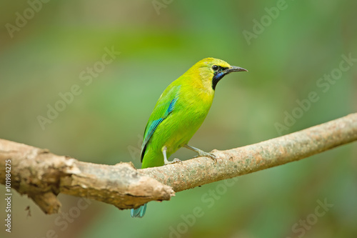 Bird Name Blue winged Leaf bird