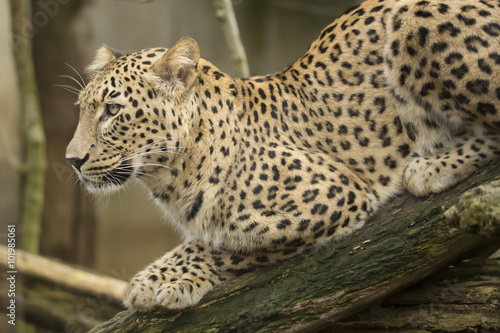 portrait Persian leopard  Panthera pardus saxicolor sitting on a branch