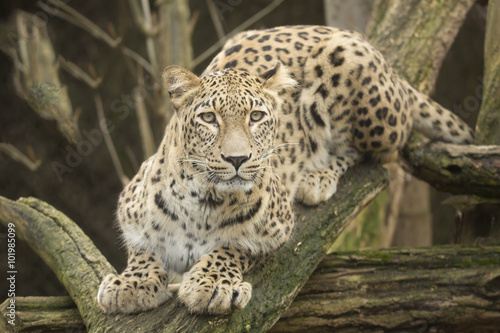 portrait Persian leopard  Panthera pardus saxicolor sitting on a branch