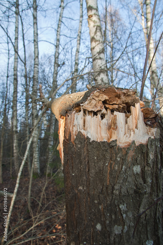 Close up of tree broken by autumn storm in forest. Close up of tree broken by autumn storm in forest.