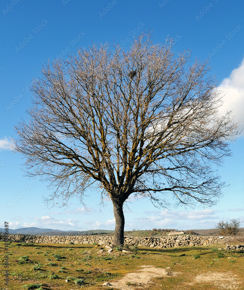 The bare tree