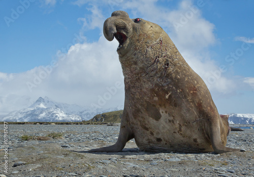 Elephant seal displaying, aggressive, on the beach, with blue sky and snowy mountain in background, South Georgia Island, Antarctica