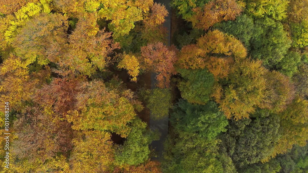AERIAL view, flight over birch forest in the autumn mountain, Colorful trees. AERIAL view, flight over birch forest in the autumn mountain, Colorful trees.