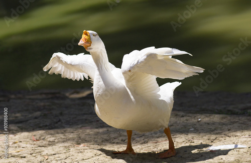 Portrait of a white wild goose. The goose spread its wings on the shores of lake. 