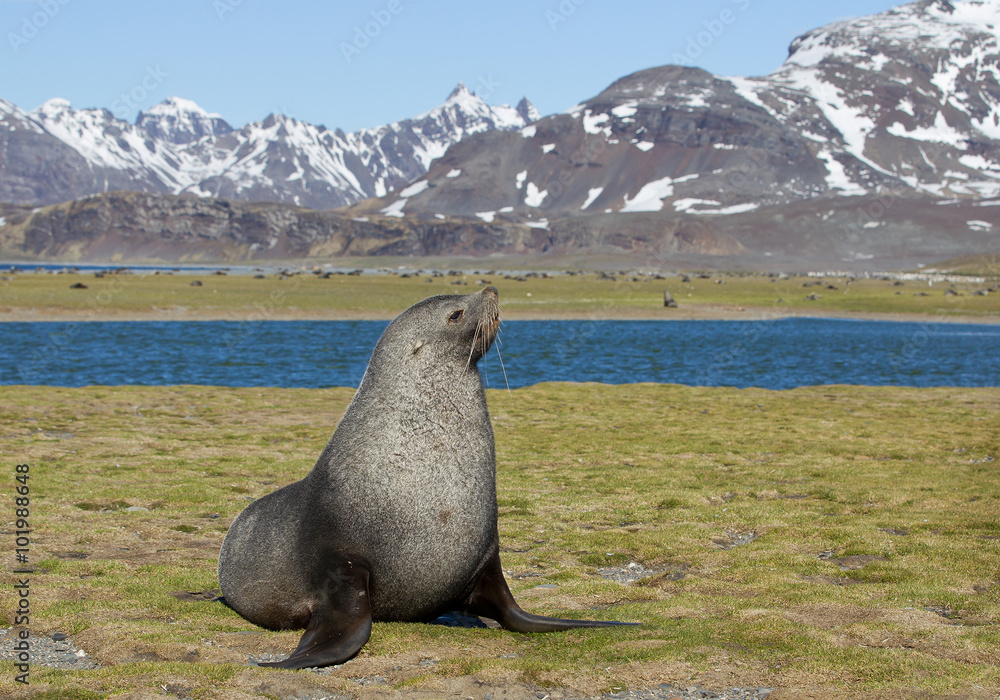 Φωτογραφία Fur seal sitting in the grass, with clean background, South Georgia Island, Anta