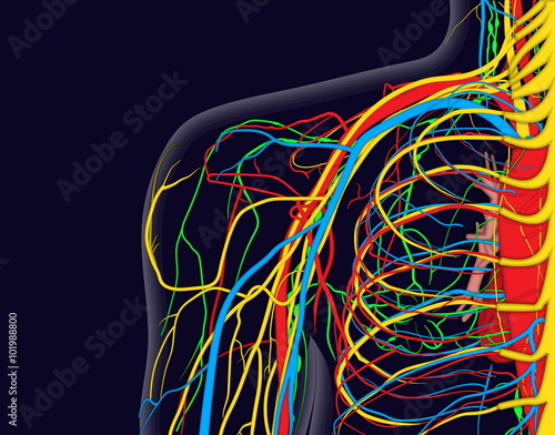 Medical vector illustration of the shoulder anatomy with nerves, veins and arteries, etc. photo