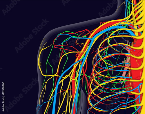 Medical vector illustration of the shoulder anatomy with nerves, veins and arteries, etc.