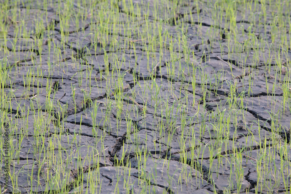young rice in paddy field.
