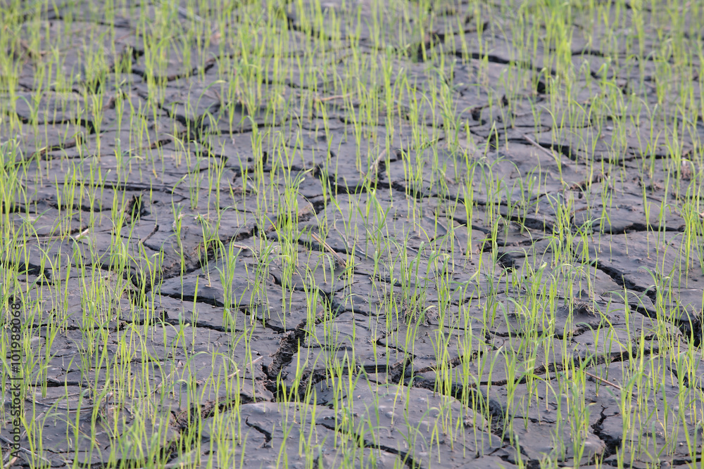 Fototapeta premium young rice in paddy field.