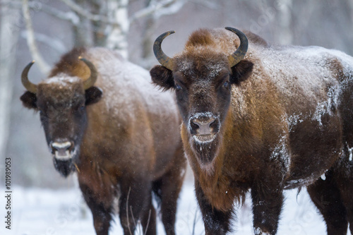 Two Bison