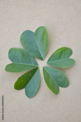 green heart leaves on wood floor