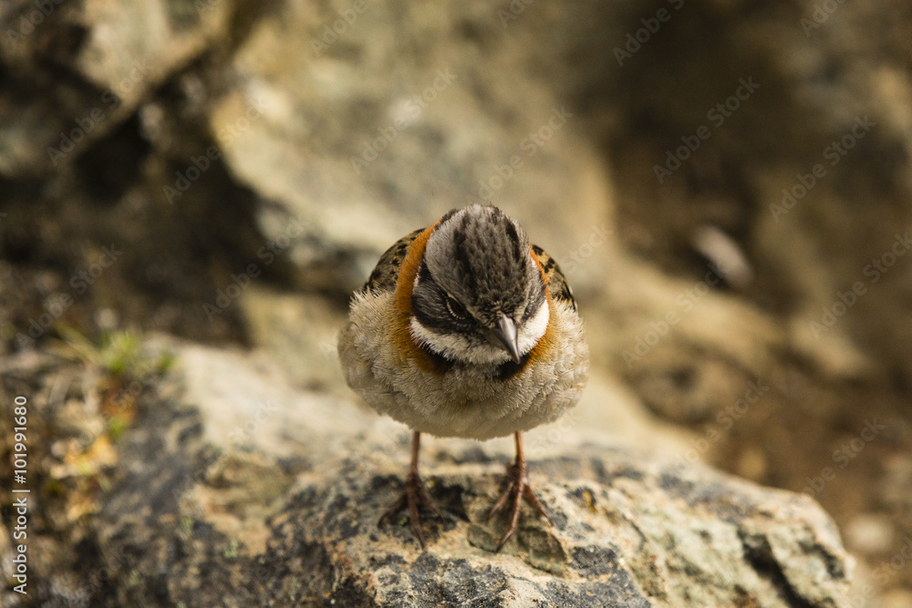 bird on rock bird on rock