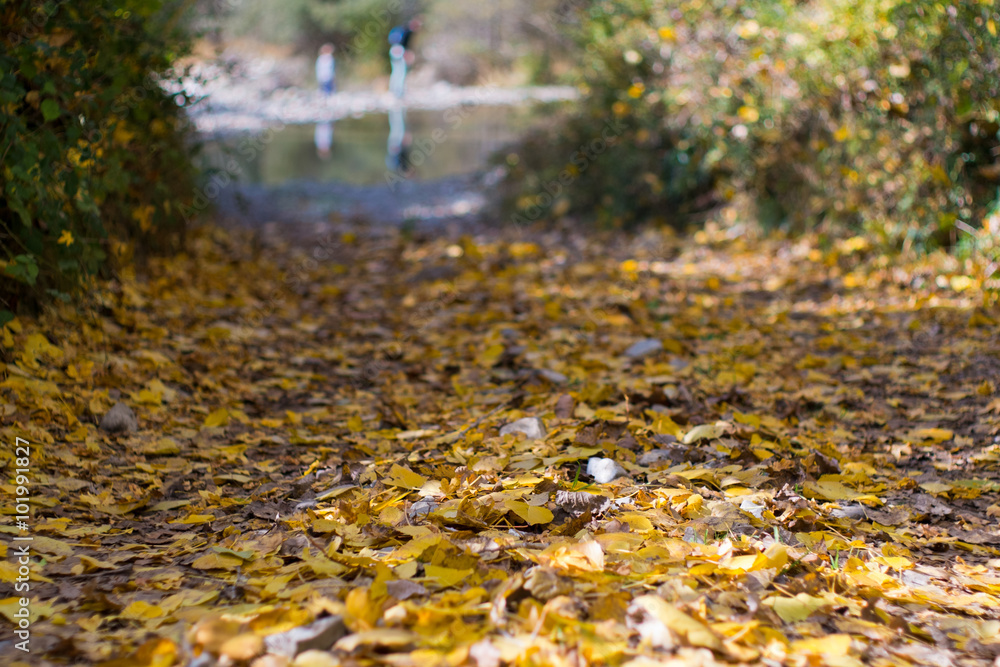 leafs in autumn