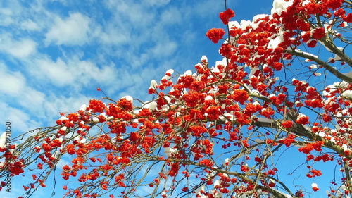 Rowanberry  in winter. Looking up through the rowan-tree branches and red  berries clusters with snow caps at the sky with clouds