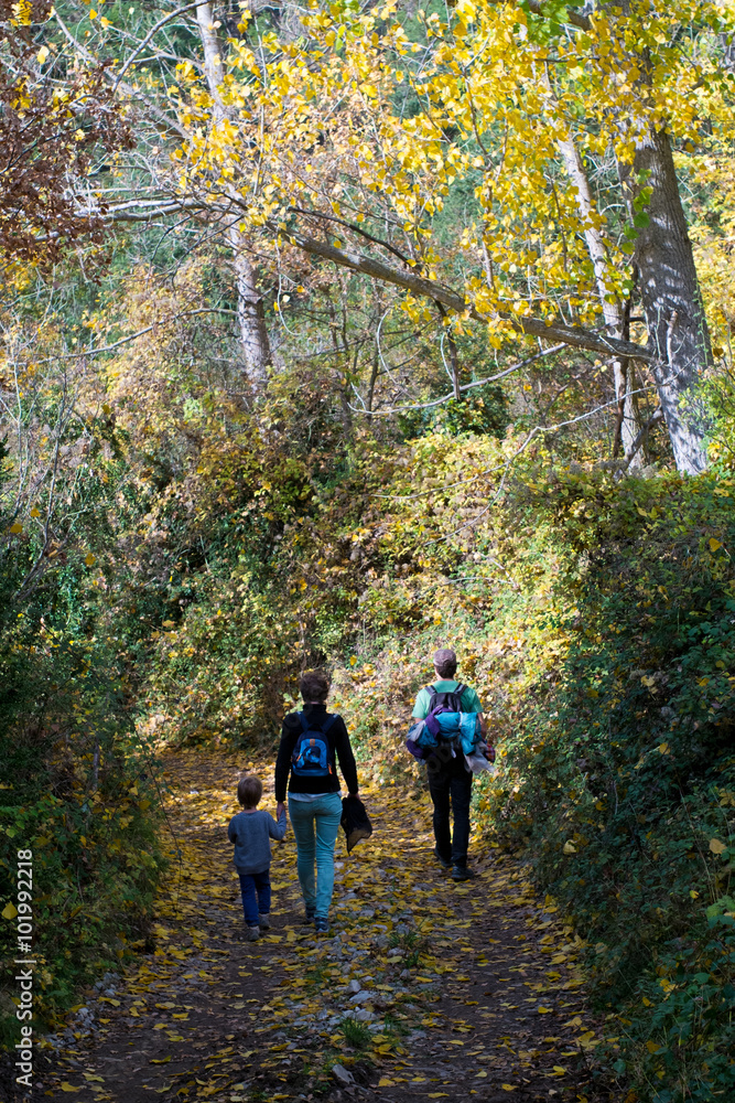 Obraz premium forest in autumn