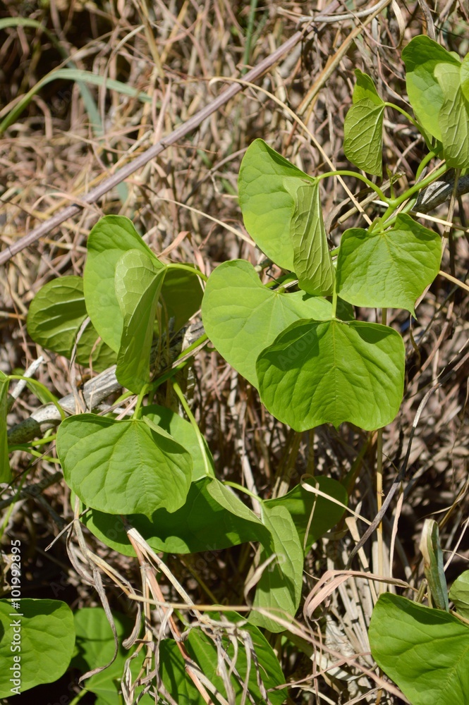 Fototapeta premium green ivy grass