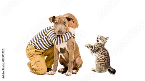 Affectionate boy  pitbull puppy and a kitten