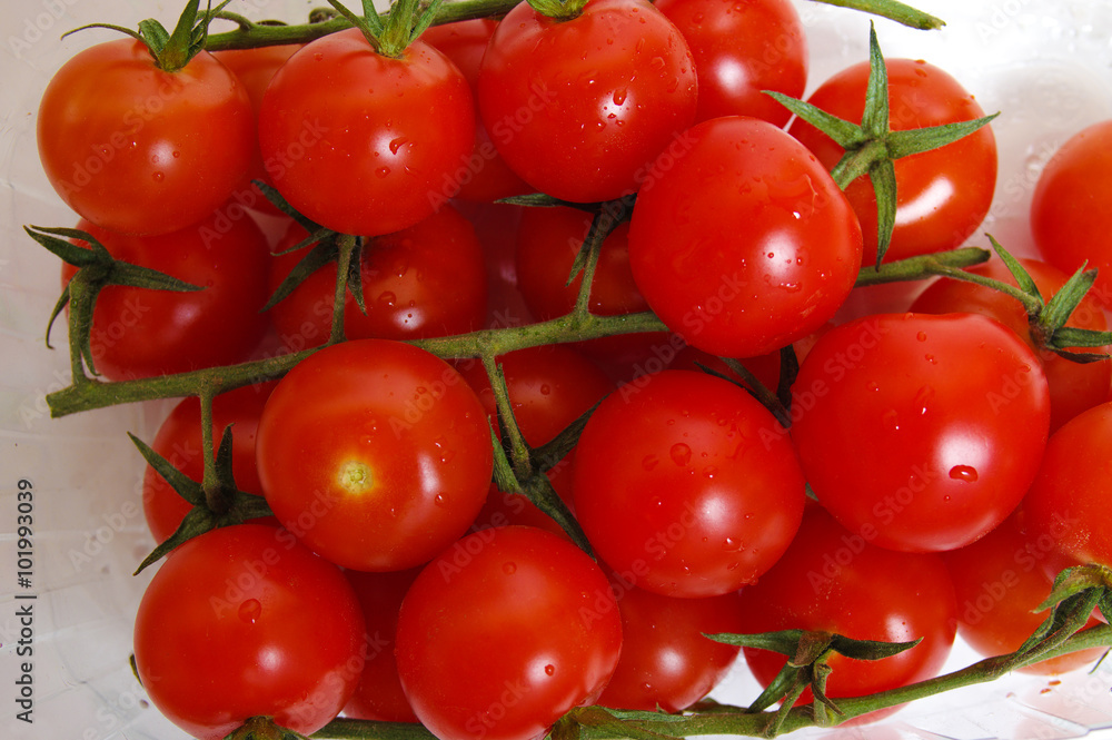 cherry tomatoes on a branch cherry tomatoes on a branch