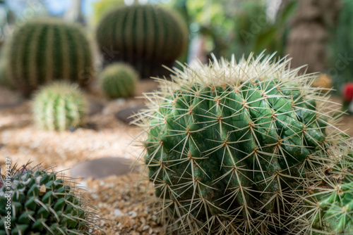 Image of cactuses, close-up. Phuket, Thailand