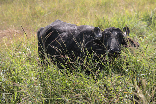 water buffalo in a field. © sakhorn38
