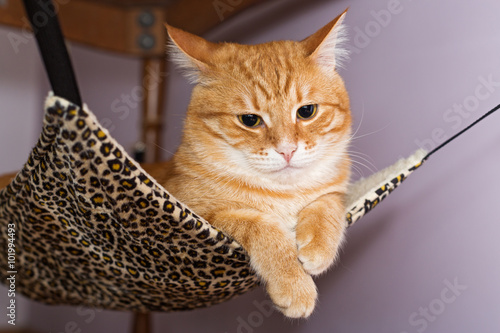 Big red cat lying  in the hammock © Okssi
