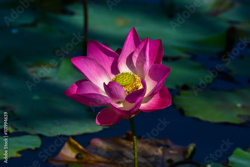 Lotus blooming in the nature