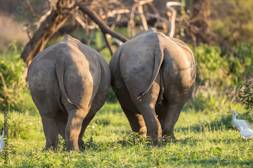 Two white rhinos walking next to each other with their backside towards     us © freshideascs