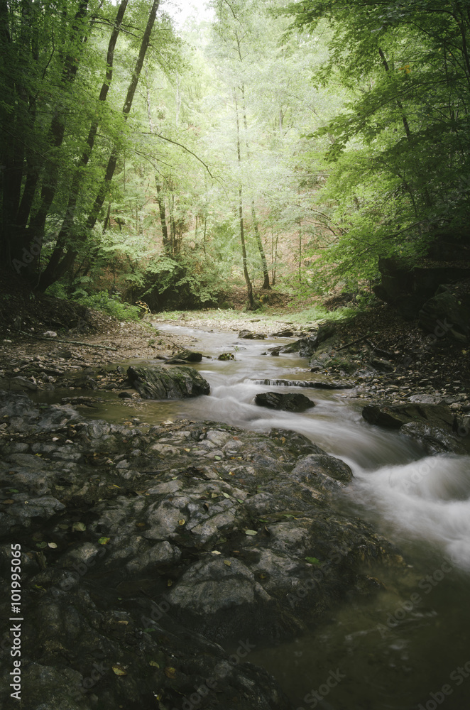 green forest with river in morning light green forest with river in morning light