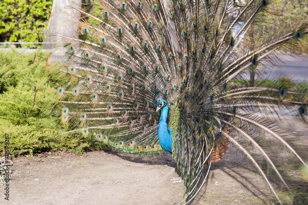 Obraz premium Javanese peacock during the mating period. The peacock spread its colorful feathers.