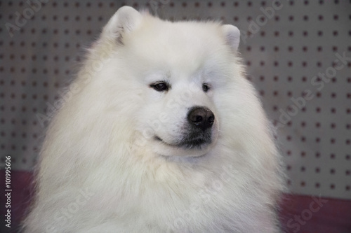 white fluffy dog