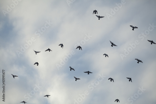  flock of pigeons in the sky