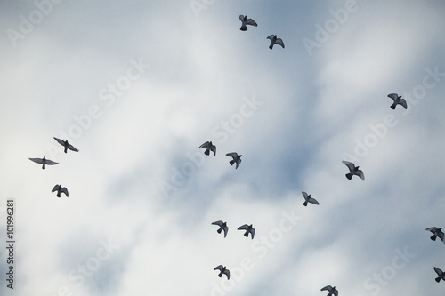  flock of pigeons in the sky