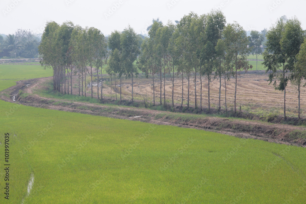 scenic paddy field scenic paddy field