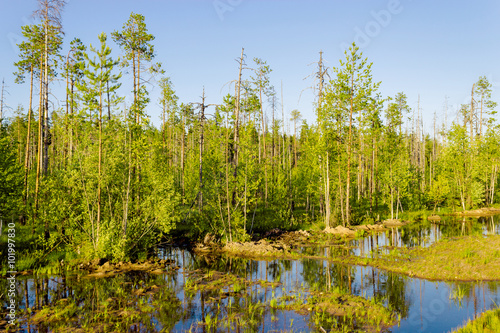 swamp and forest